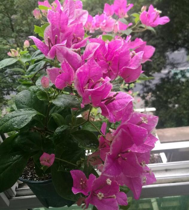  罗马多点开花轻取三分，意甲格局生变  