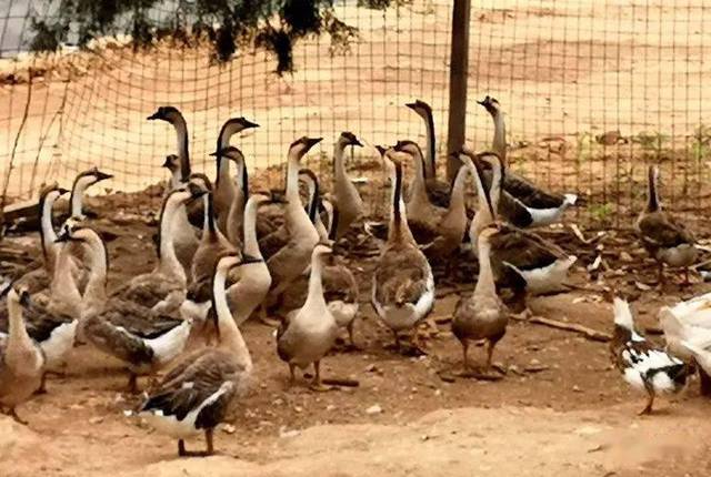  网球文化展览开幕，珍贵藏品展现百年发展史